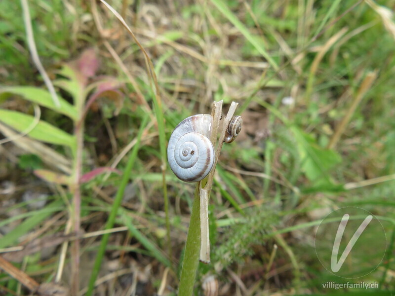 Weisse Heideschnecke: Übersicht